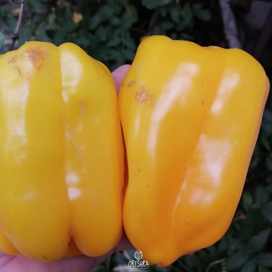 Seeds of Sweet pepper Pavlovsky (Capsicum) — 10 pcs