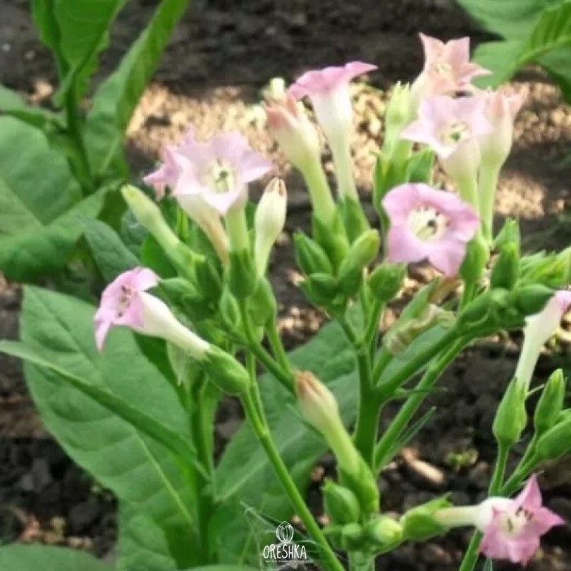 Seeds of Tobacco Havana k2-24 (Nicotiana tabacum) — 300 pcs