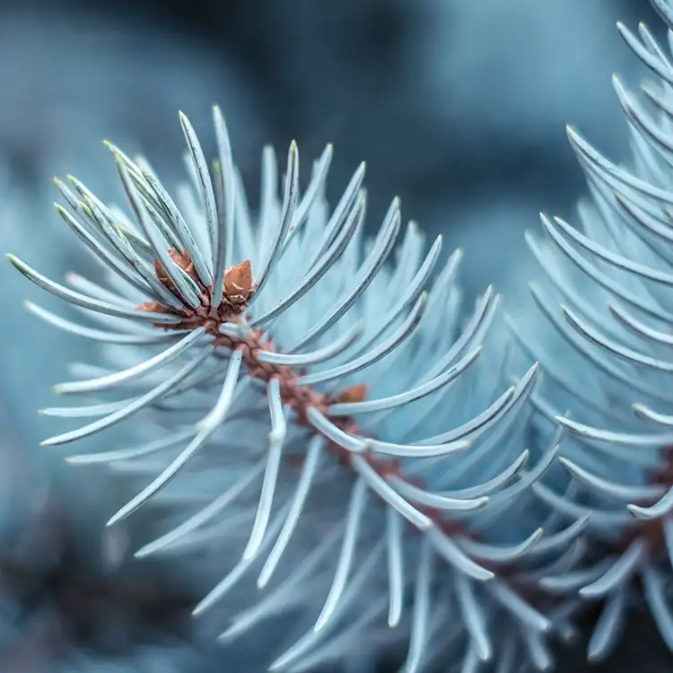 Ароматическое масло Голубая ель (Blue Spruce) от Candle Science