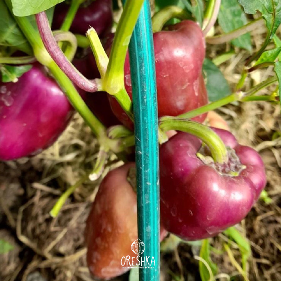 Violgo pepper seedling pre-germination damp cloth 20 degrees treatment