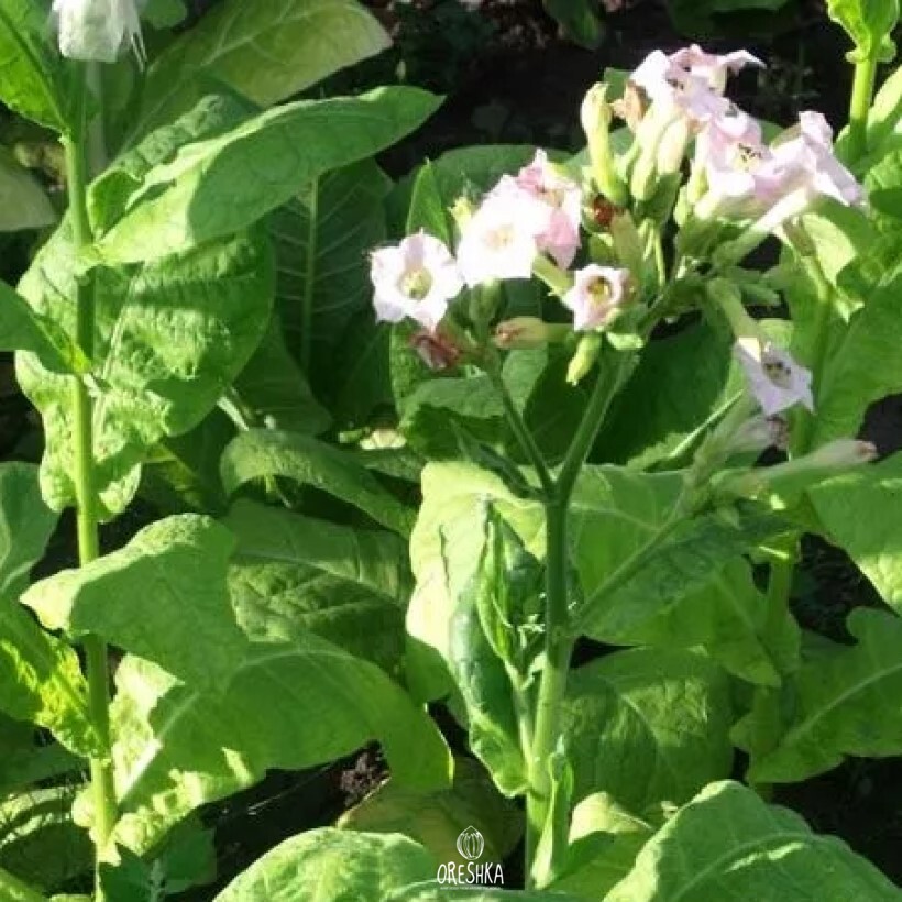 Seeds of Tobacco Mus (Nicotiana tabacum) — 300 pcs