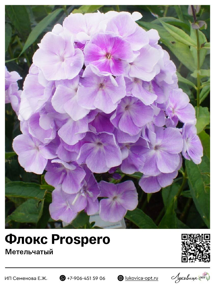 Флокс Prospero (Метельчатый) 1 шт