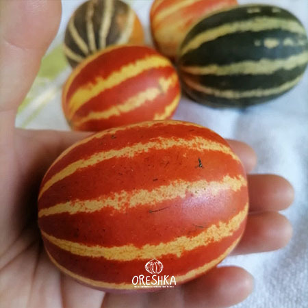 Small Vietnamese melon fruits deep orange yellow striped ripe