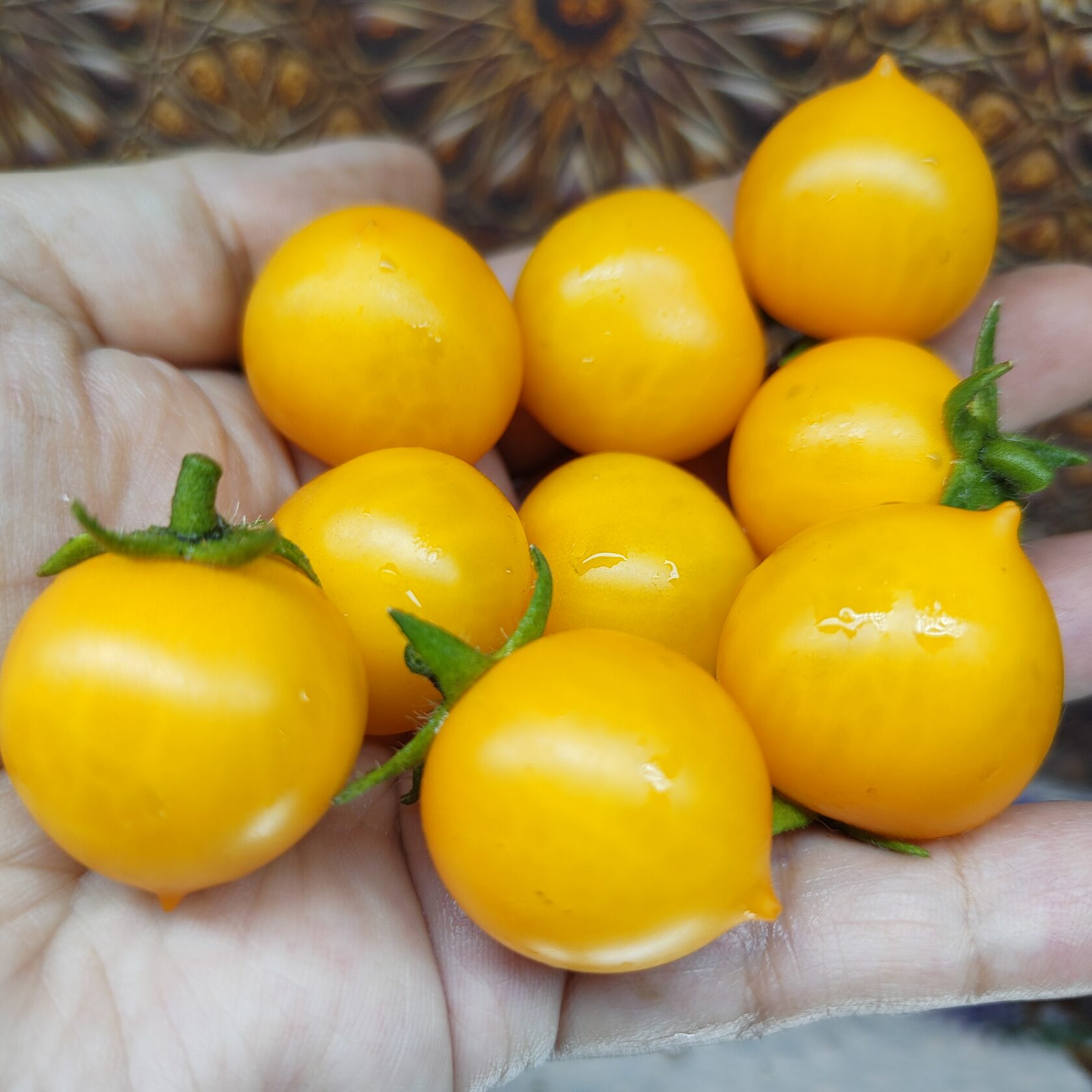 томат монетка