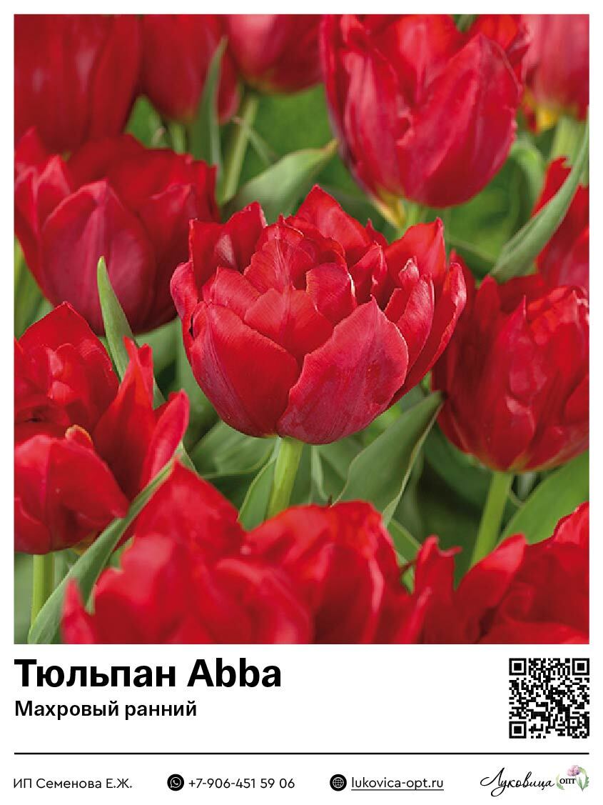 Тюльпан Abba (Махровый ранний)