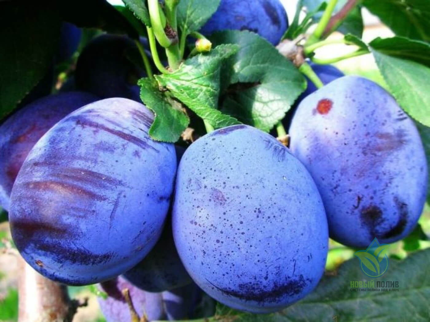 Слива анджелина. Слива на чеченском. Слива на чеченском. Слива на чеченском. Слива фаворито дель султано.