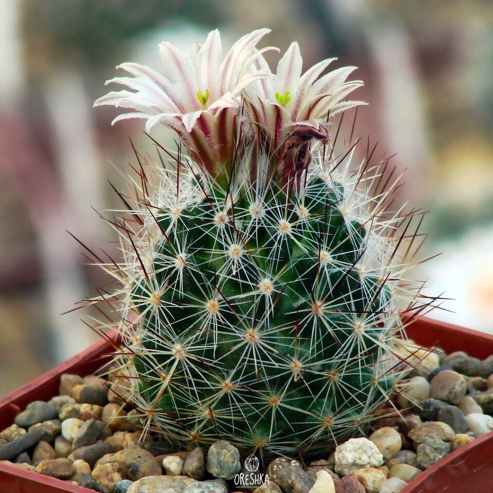 Seeds of Cactus Escobaria robertii LX 184 (Escobaria robertii LX 184) — 10 pcs