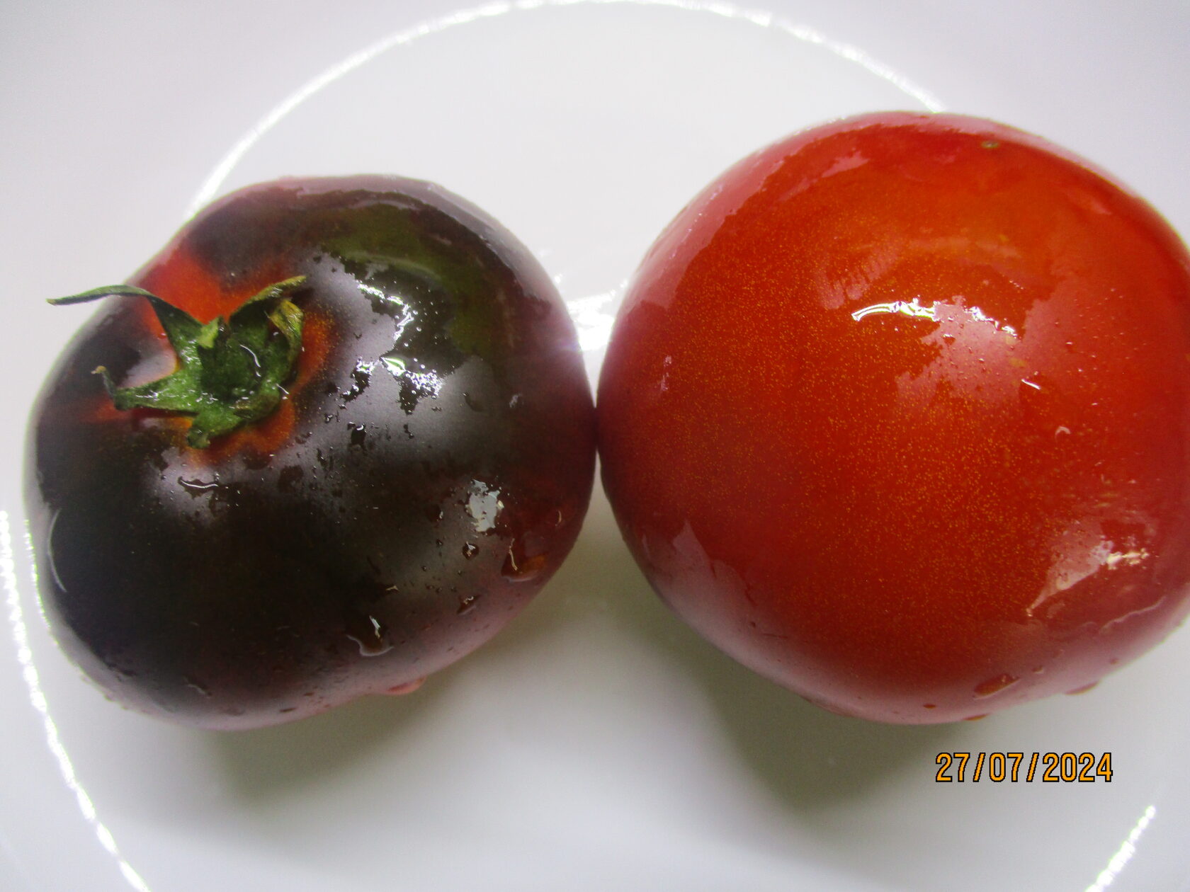 томаты, семена томатов