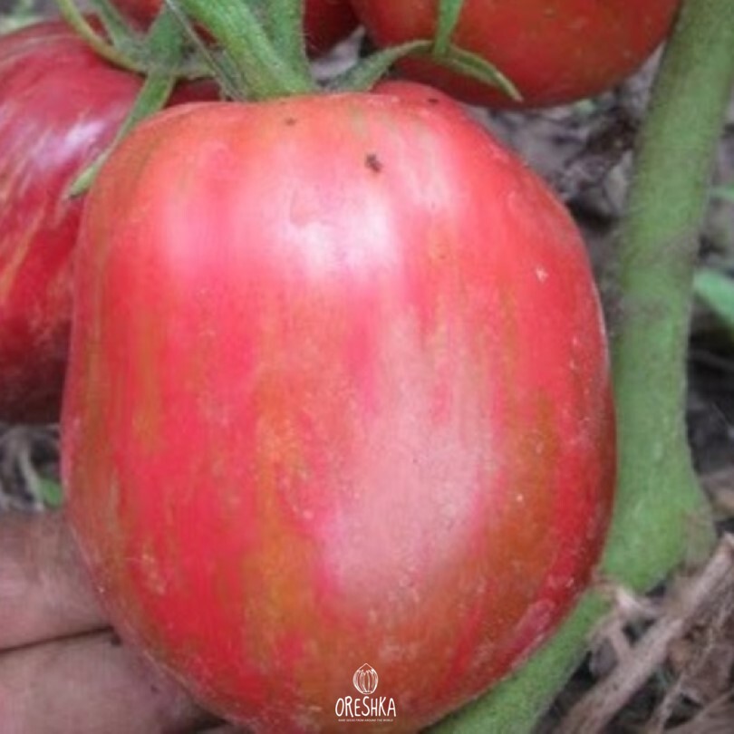 Seeds of Tomato Federico (solanum lycopersicum) — 10 pcs