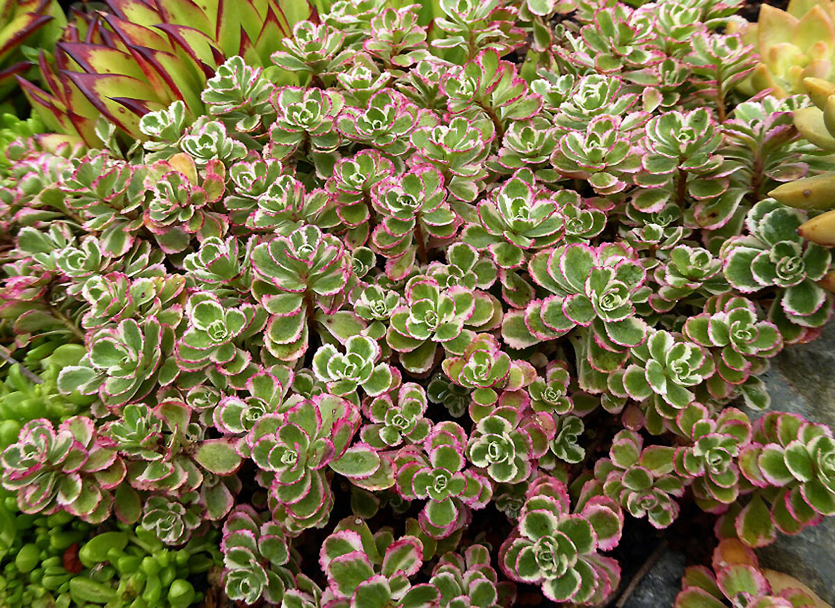 Очиток ложный. Очиток Sedum spurium 'Tricolor'. Очиток ложный 'Tricolor'. Седум spurium 'Tricolor'. Sedum spurium Tricolor Очиток ложный.