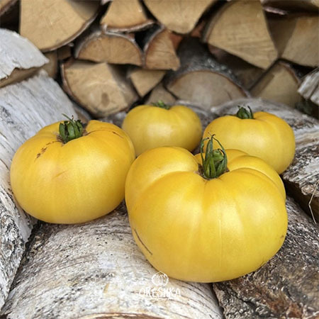 Seeds of Tomato Dwarf Summer sunrise (solanum lycopersicum) — 10 pcs