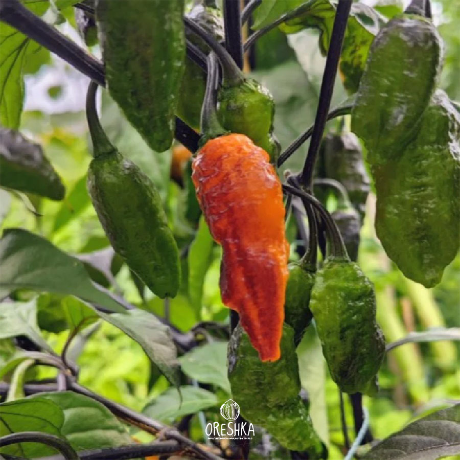 Seeds of Hot pepper Hallow's Eve (Capsicum) — 5 pcs