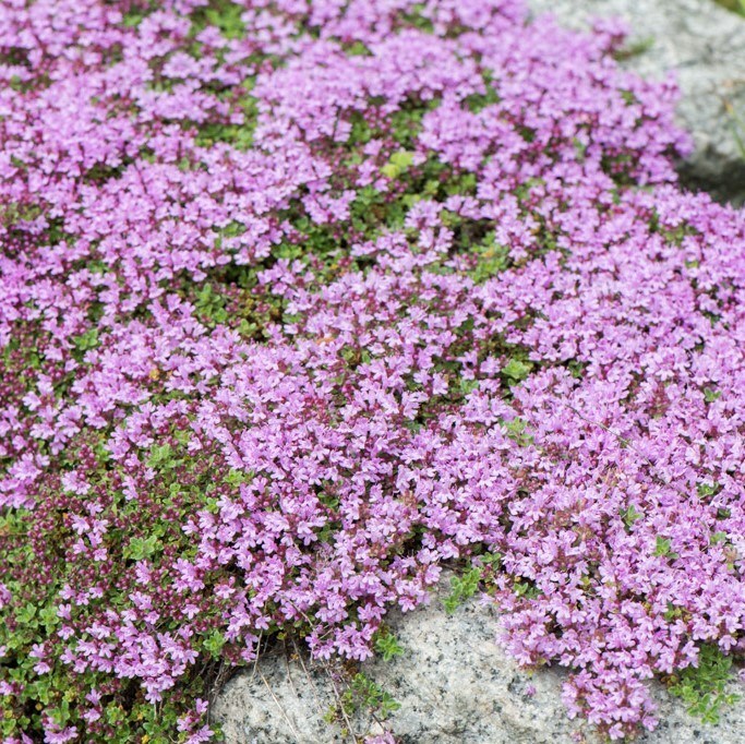 Thymus doerfleri Вікіпедія