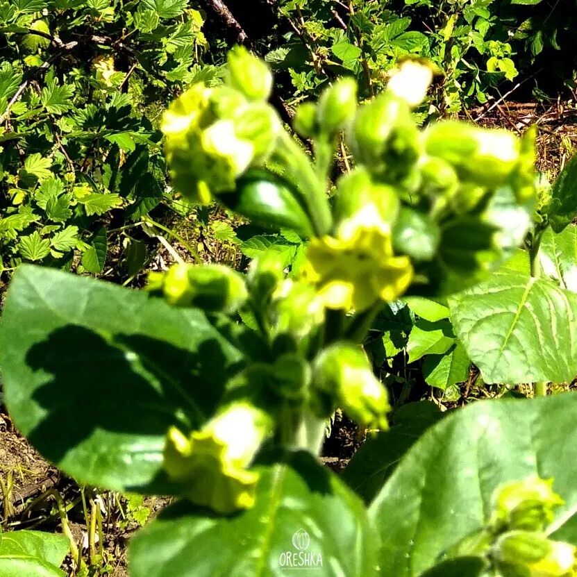 Seeds of shag Voronezh (Nicotiana tabacum) — 300 pcs