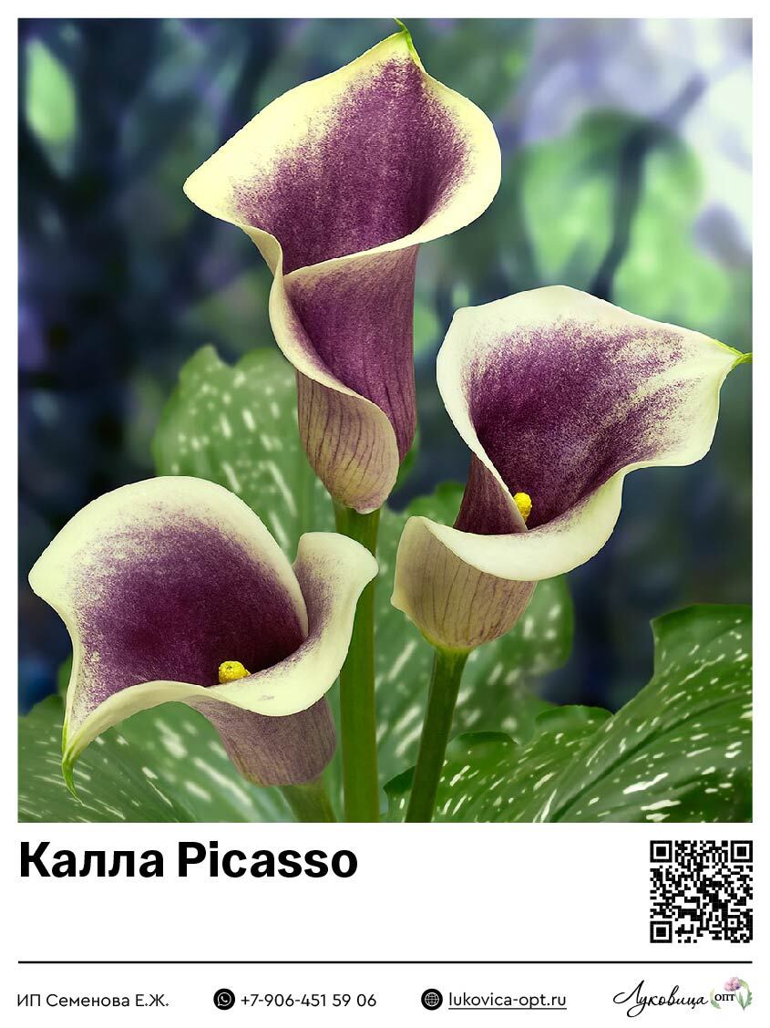 Калла Picasso