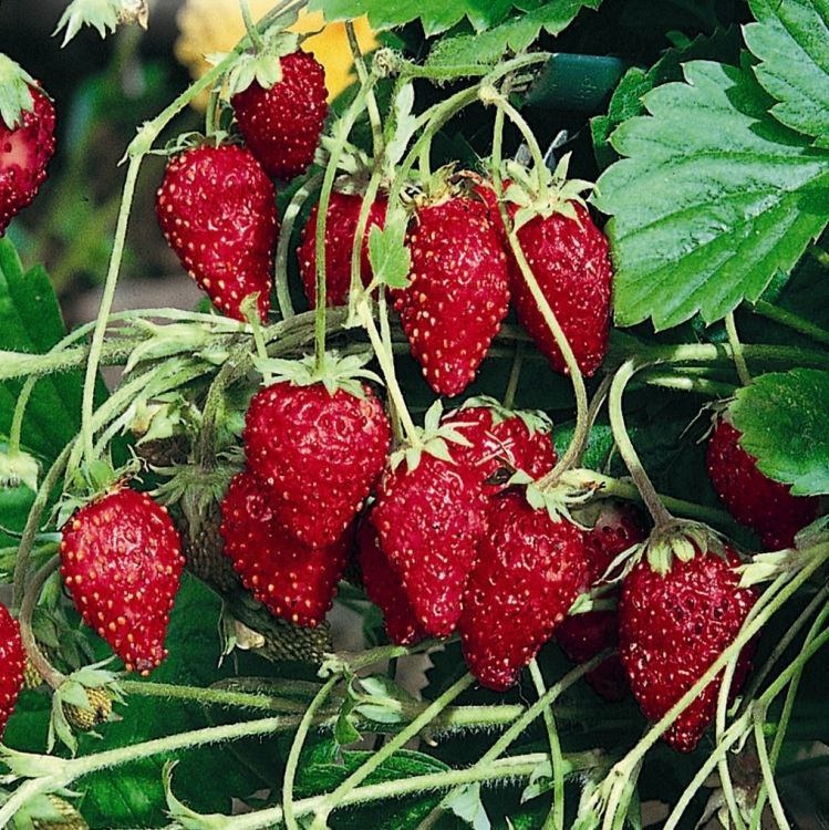 Виды садовых ягод с фото