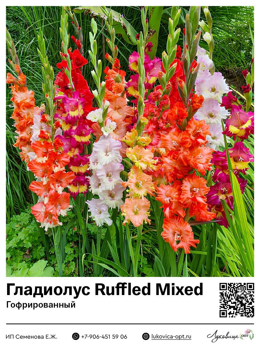 Гладиолус Ruffled Mixed (Гофрированный) 5 шт