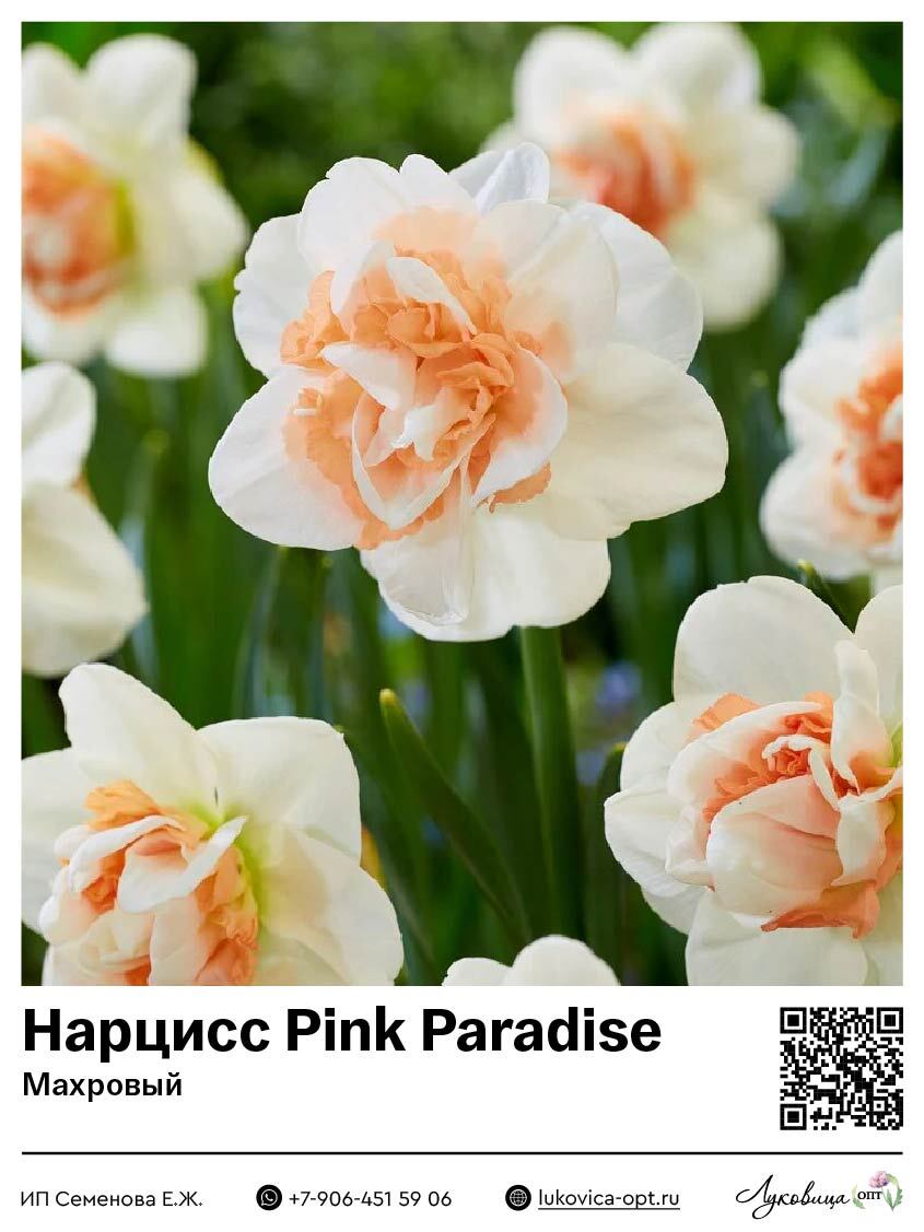 Нарцисс Pink Paradise (Махровый)
