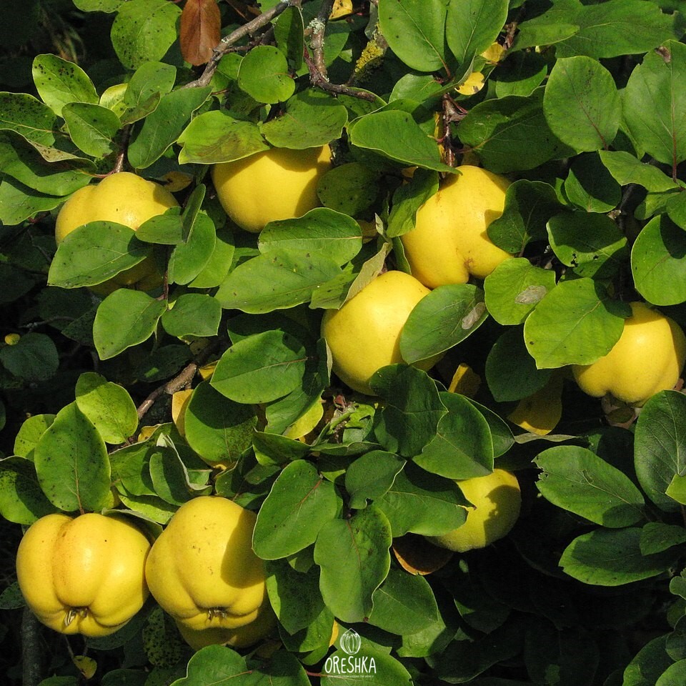Seeds of Cydonia oblonga (Cydonia oblonga) — 15 pcs