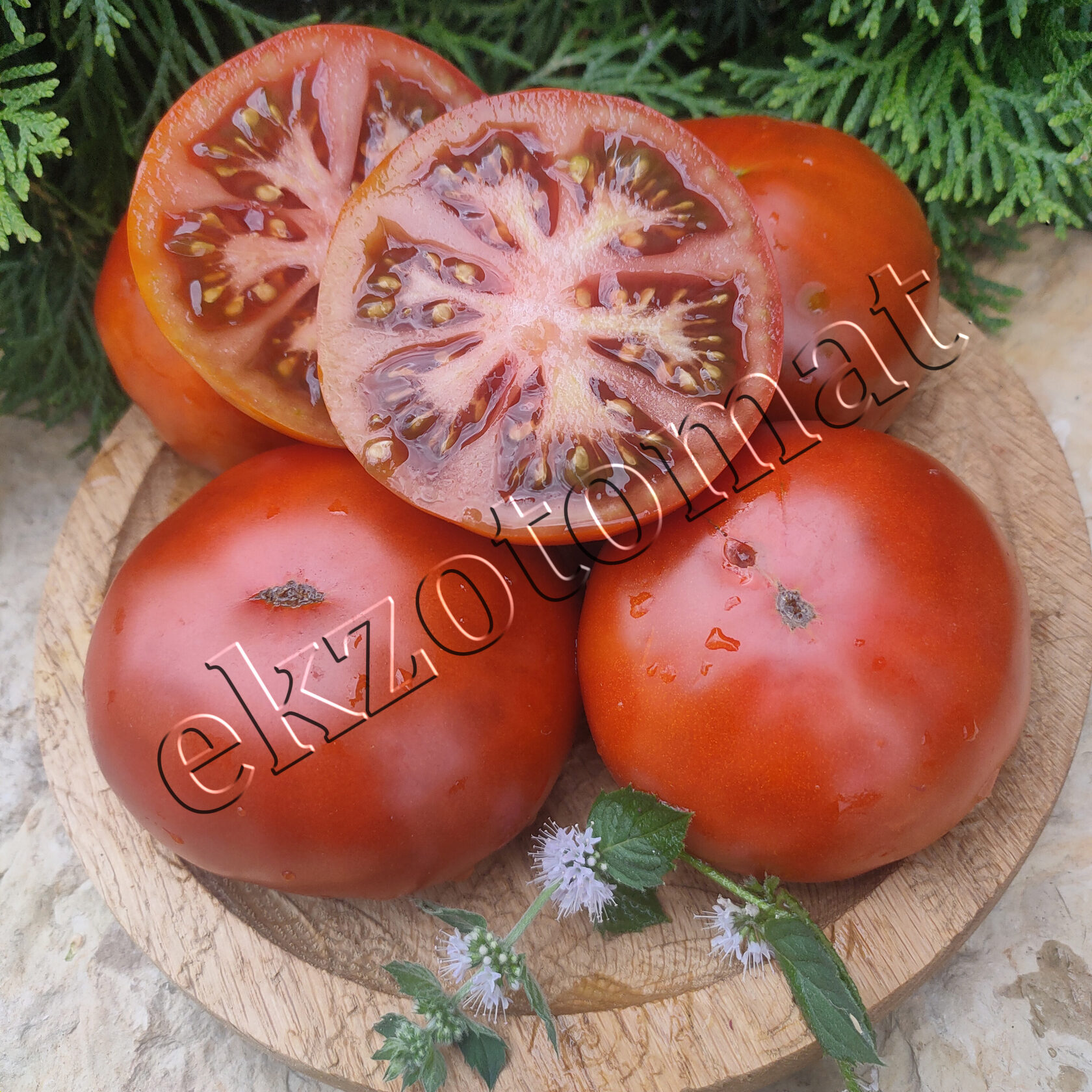 Томат Гном Спящая Леди, Dwarf Sleeping Lady