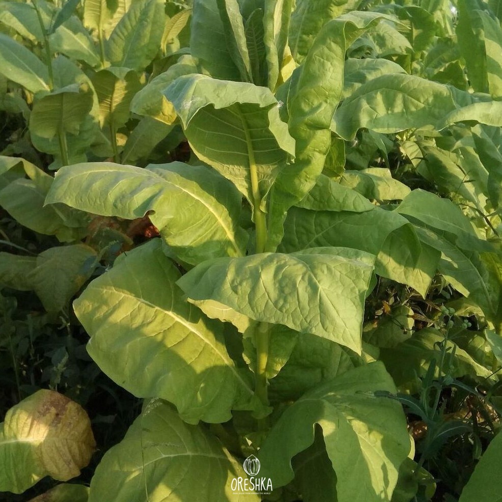 Seeds of Tobacco Burley 5 (Nicotiana tabacum) — 300 pcs