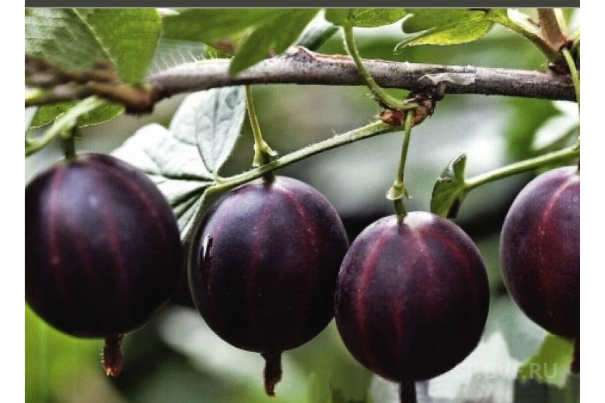 Крыжовник сорт черносливовый. Крыжовник челябинский бесшипный описание сорта. Крыжовник челябинский бесшипный. Крыжовник сорт командор. Фото крыжовника челябинский.