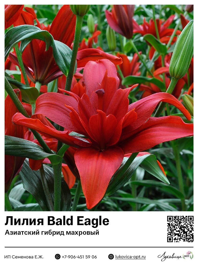Лилия Bald Eagle (Азиатский гибрид, махровый)