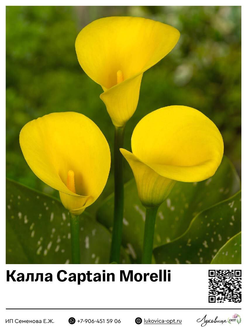 Калла Captain Morelli