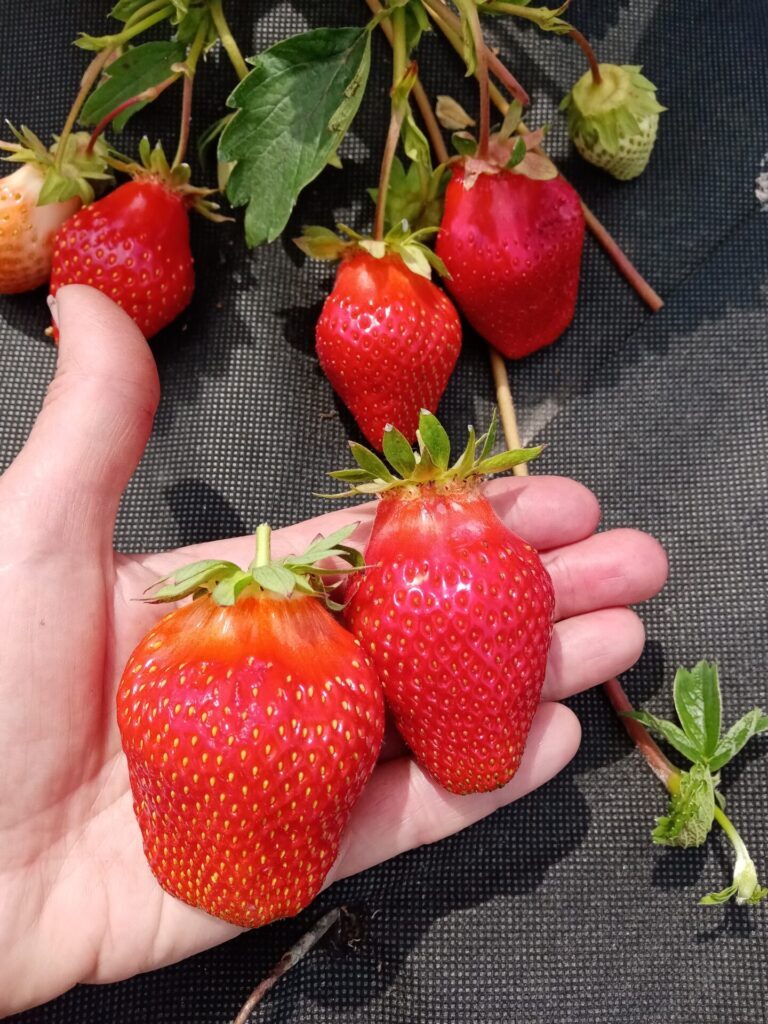 Питомник клубники в чишмах. Клубника сорт крапо. Семена клубники альбион. Клубника ремонтантная флорида бьюти. Оленино питомник клубники.