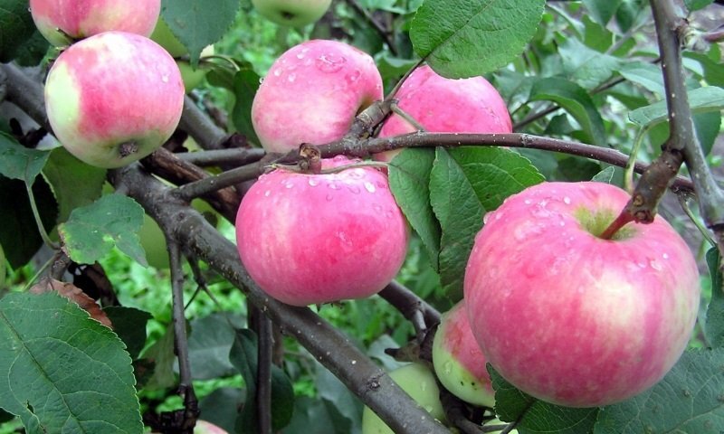 Мельба яблоня фото. Сорт яблок мальт Багаевский. Яблоня сорта мальт Багаевский. Яблоня Вильямс. Мальт Багаевский летний сорт яблони.