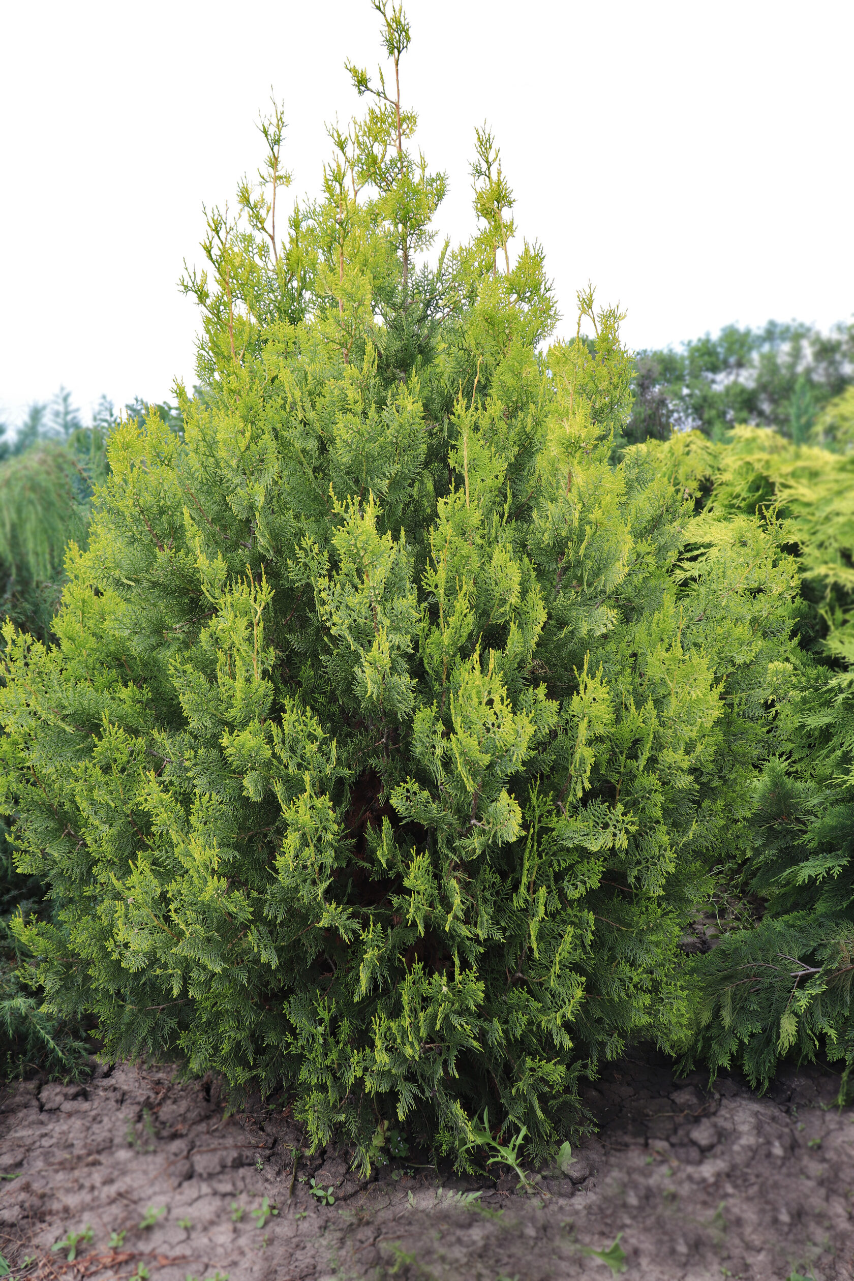 Туя восточная «Pyramidalis Aurea»