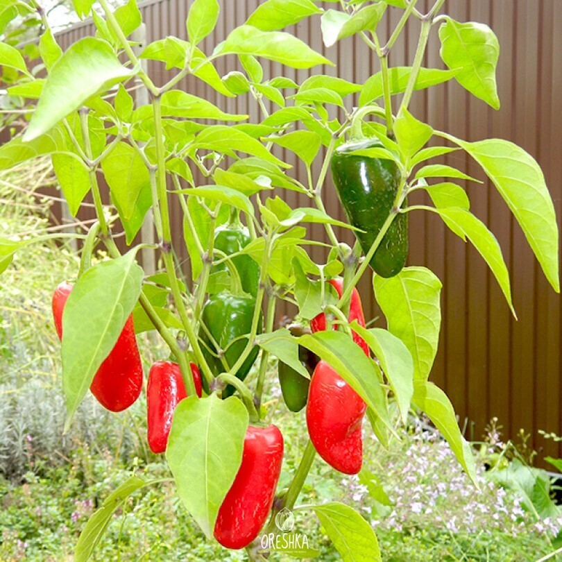 Seeds of Hot pepper Jalapeno Giant (Capsicum) — 5 pcs