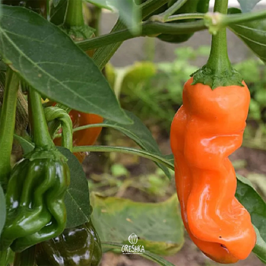 Seeds of Hot pepper Peter pepper orange (Capsicum) — 5 pcs