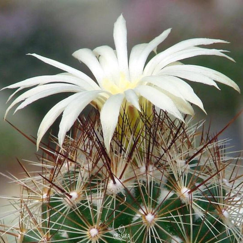 Seeds of Cactus Coryphantha ramillosa MMR 56.2 (Coryphantha ramillosa MMR 56.2) — 10 pcs