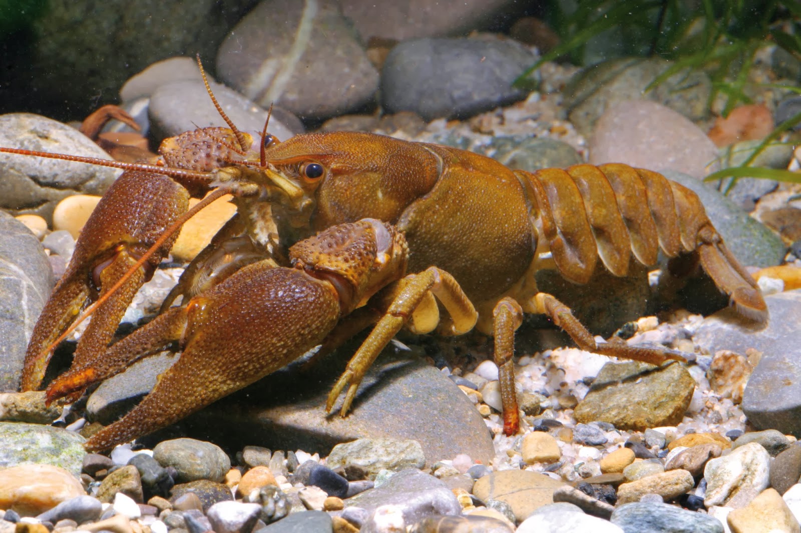 Рак. Широкопалый Речной. Astacus Astacus.