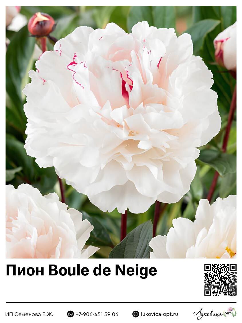 Пион Boule de Neige