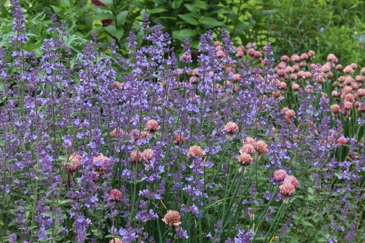 Котовник Фассена (Nepeta faassenii)