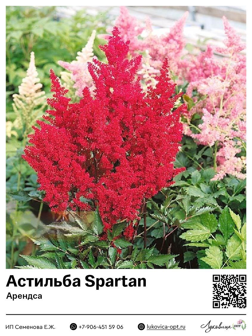 Астильба Spartan (Арендса) 1 шт