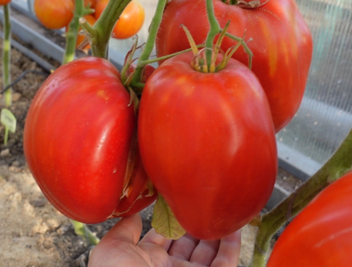 купить семена томата ДРЕВНЕЕ СЕРДЦЕ АКВИ ТЕРМЕ (Cuoer Antico di Acqui ...