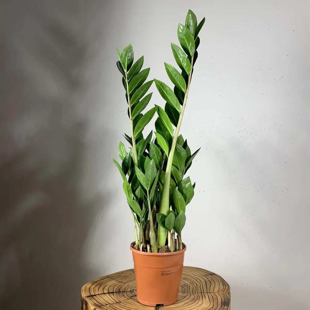 Замиокулькас купить в Санкт-Петербурге. Магазин растений "Plants Bel House"