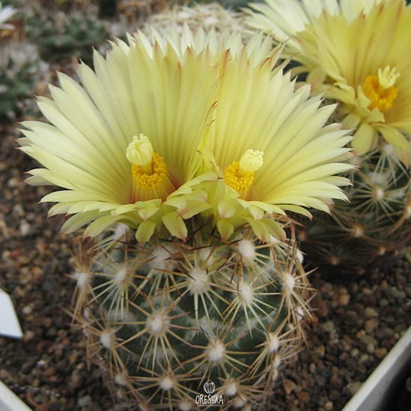 Seeds of Cactus Coryphantha radians v. bernalensis PAN 110 (Coryphantha radians v. bernalensis PAN 110) — 10 pcs
