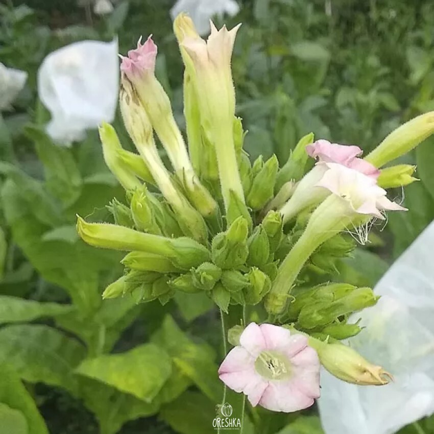 Seeds of Tobacco hickory pryor (Nicotiana tabacum) — 300 pcs