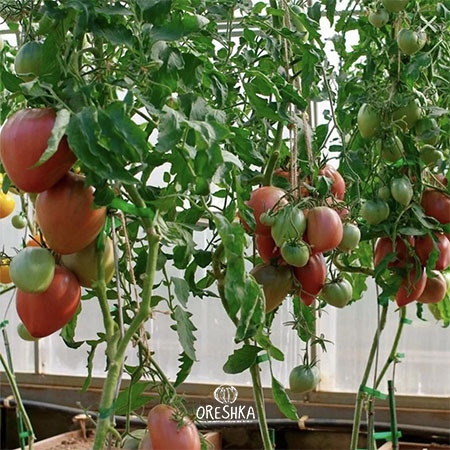 Purple heart tomato cut open fleshy medium density sweet-sour interior