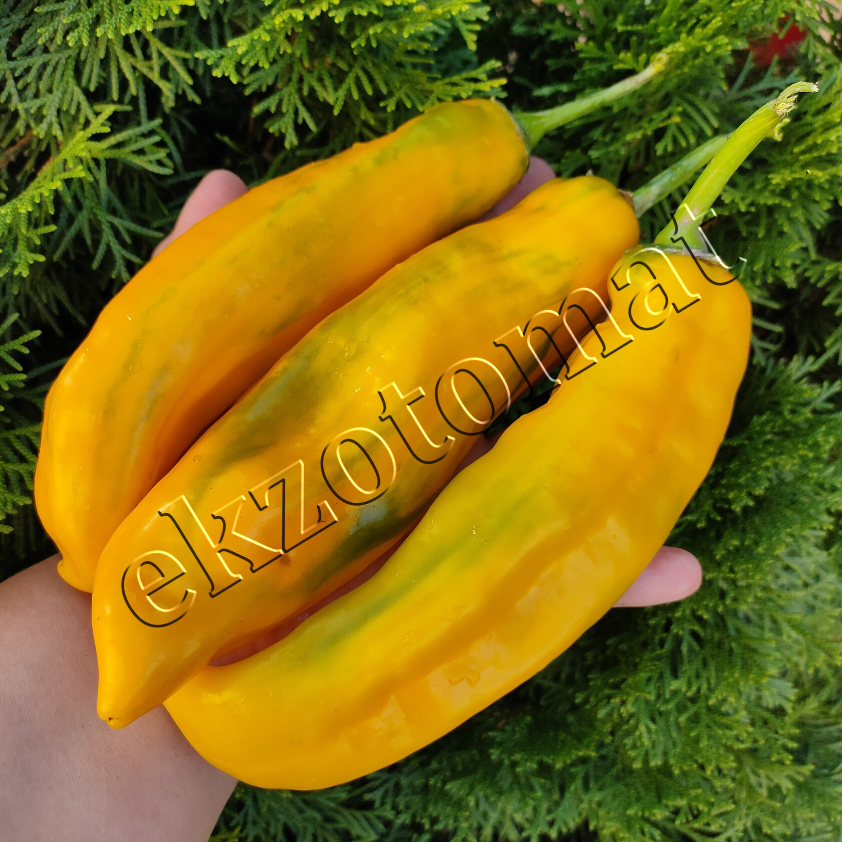 Перец сладкий Рамиро желтый