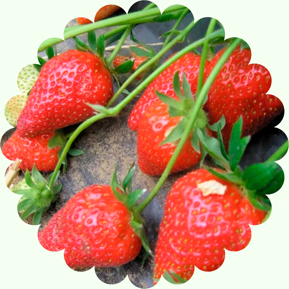 Клубника ремонтантная Ева (10 шт/уп)