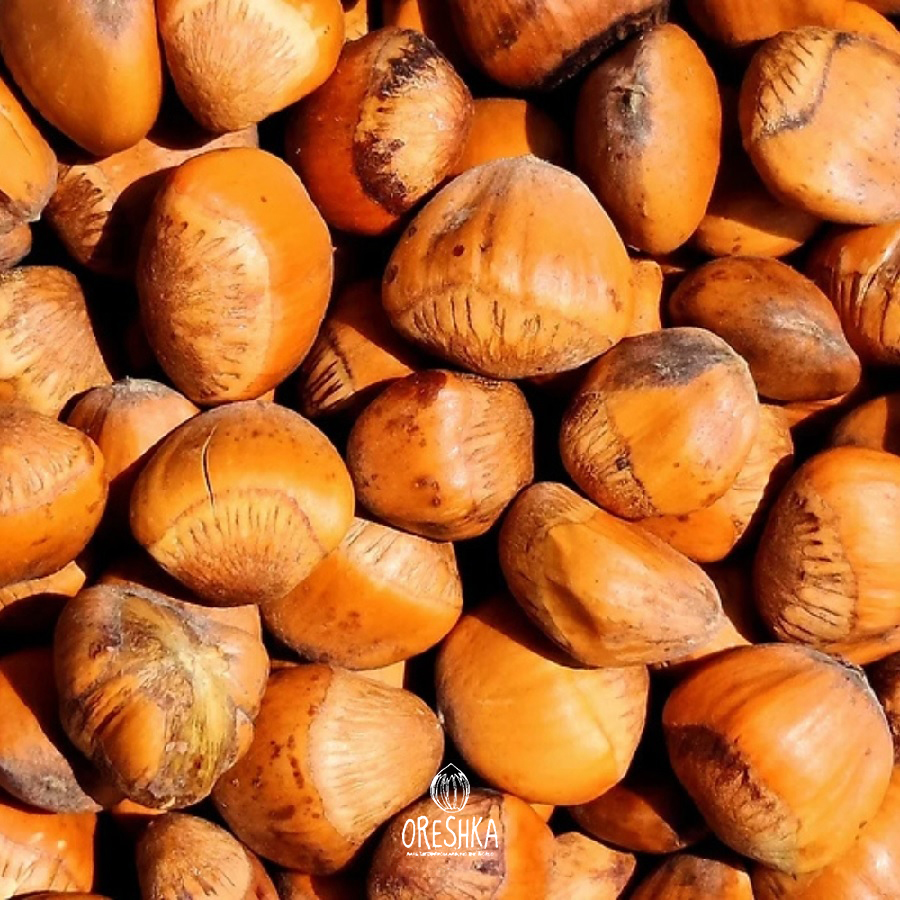 Seeds of Wild Himalayan hazelnut (Corylus ferox Wall.) — 10 pcs