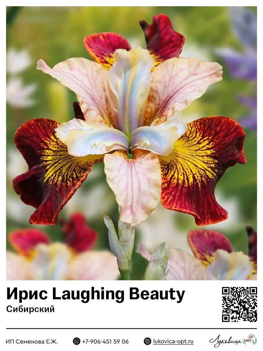 Ирис Laughing Beauty (Сибирский) 1 шт