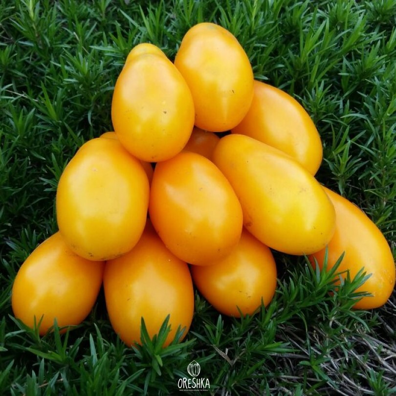 Seeds of Tomato Golden Rain (solanum lycopersicum) — 10 pcs
