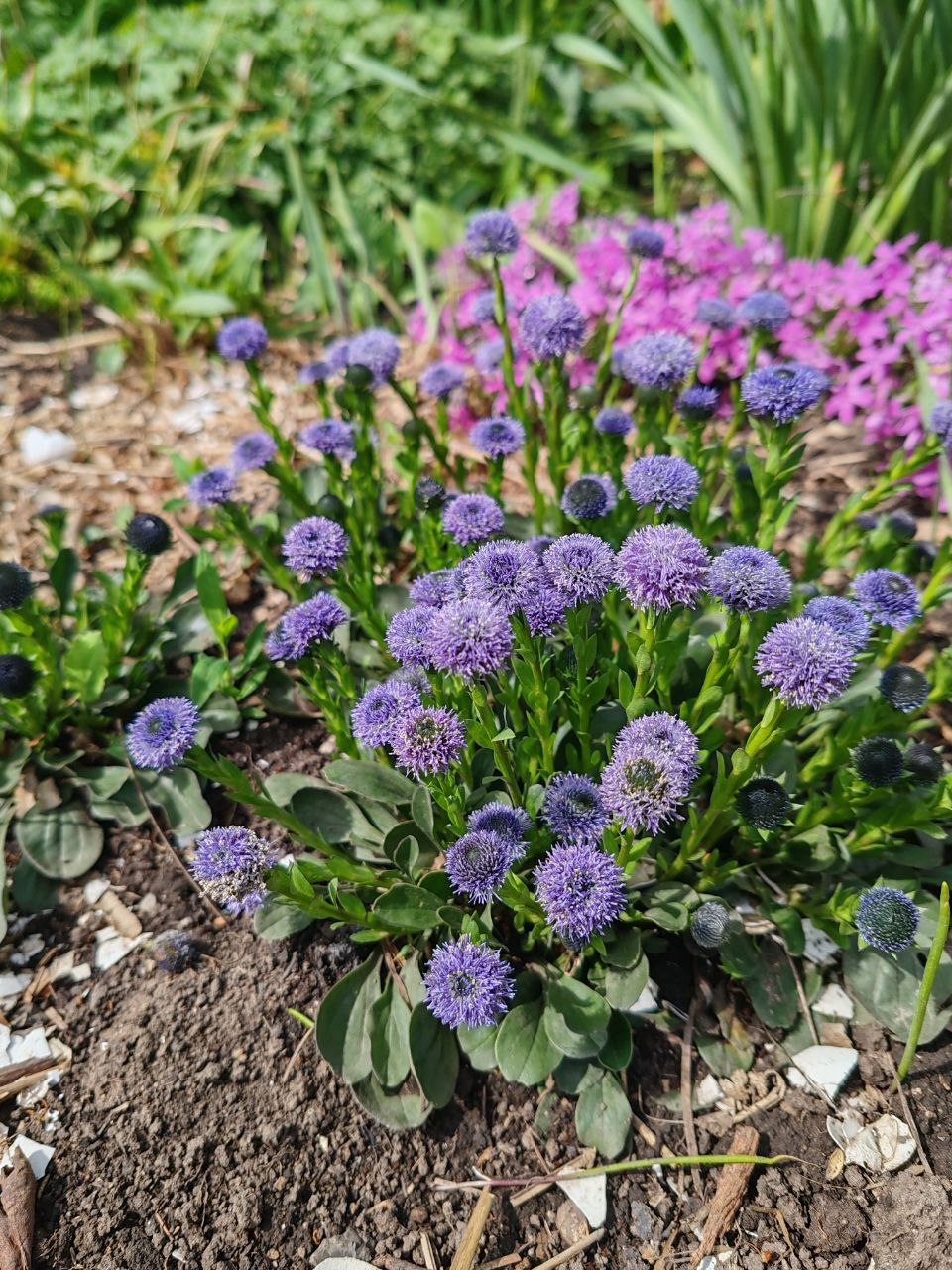 Глобулярия (Шаровница)