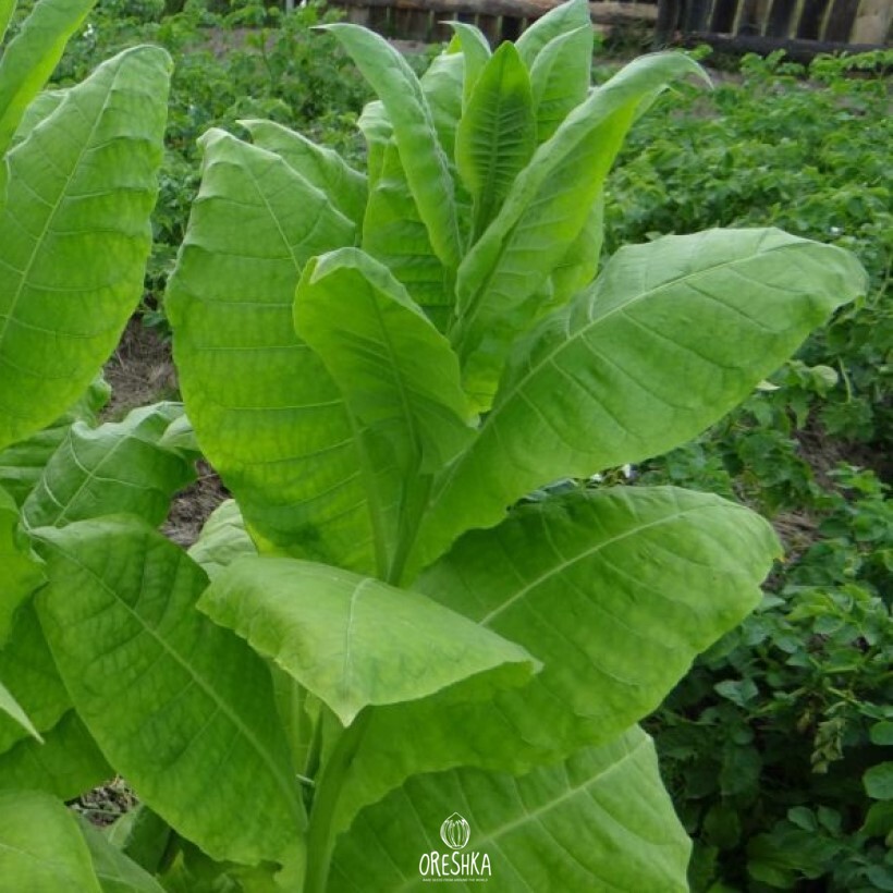 Seeds of Tobacco Ternopil 7 (Nicotiana tabacum) — 300 pcs
